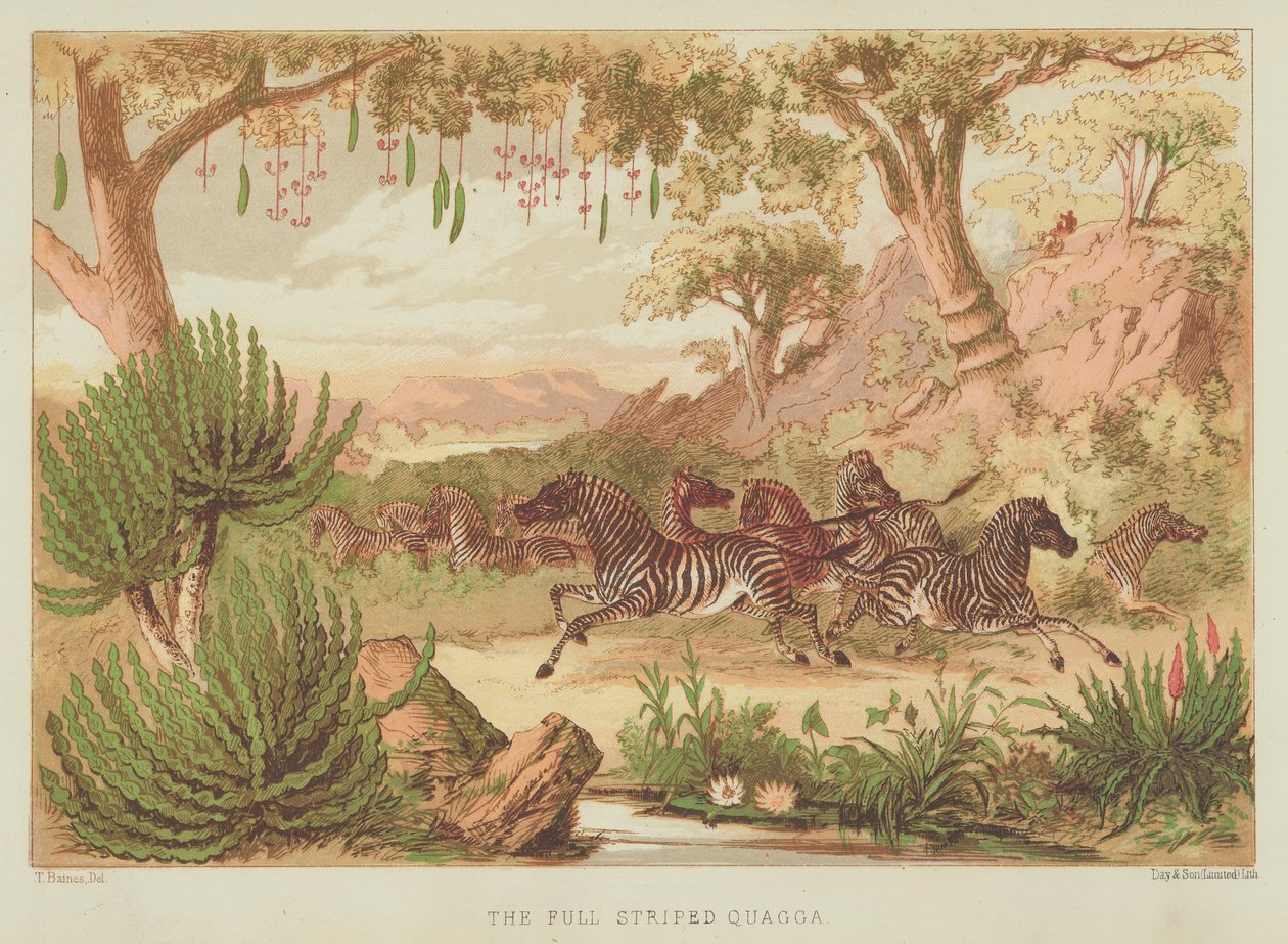 Der vollgestreifte Quagga von English School