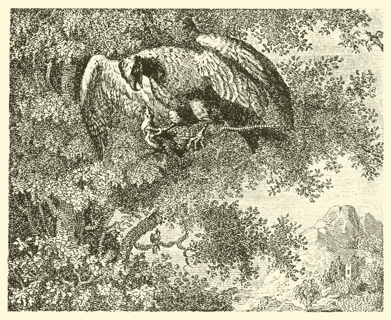 Der Falke und die Nachtigall (Gravur) von English School