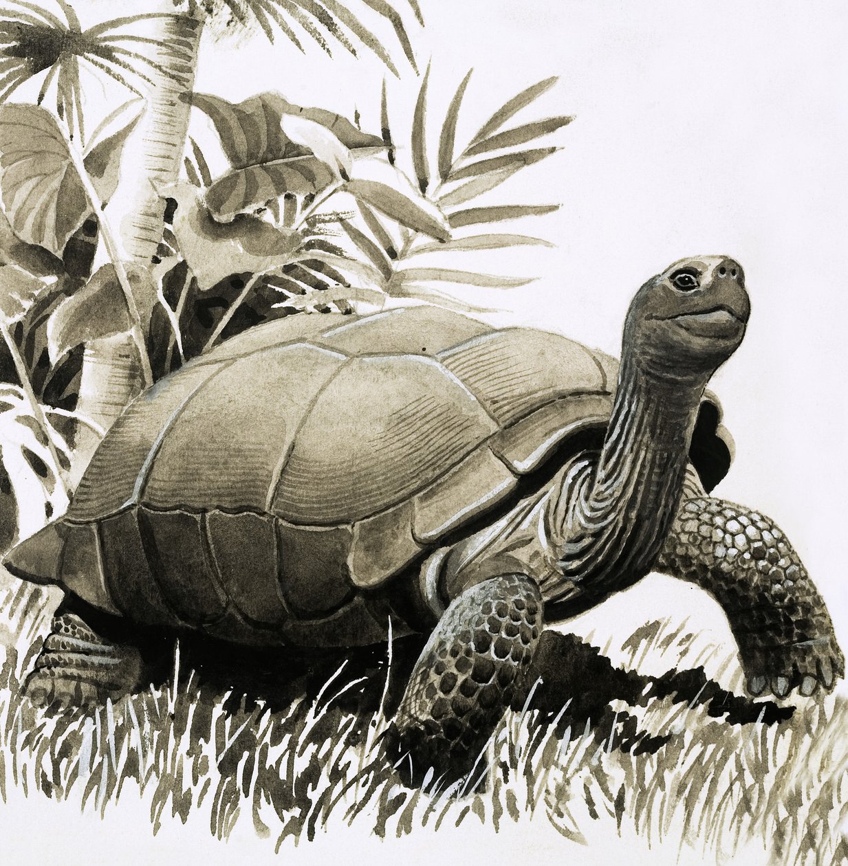 Schildkröte von English School