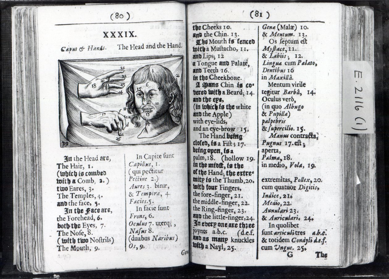 Zwei Seiten aus Orbis Sensualium Pictus von Comenius, 1659 von English School