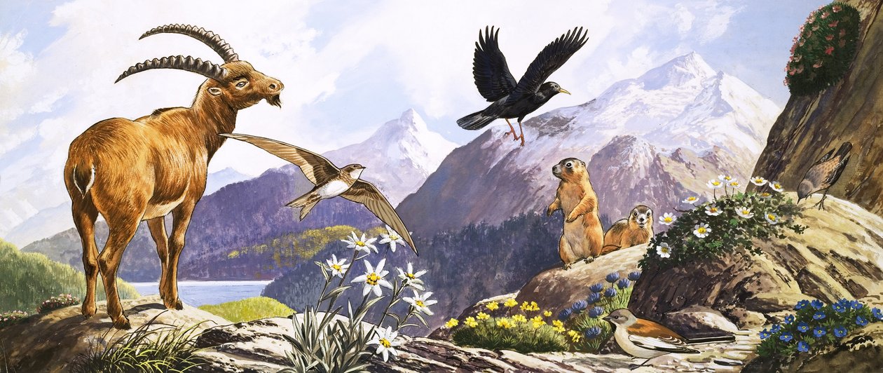 Wildtiere in Mitteleuropa, Illustration aus 