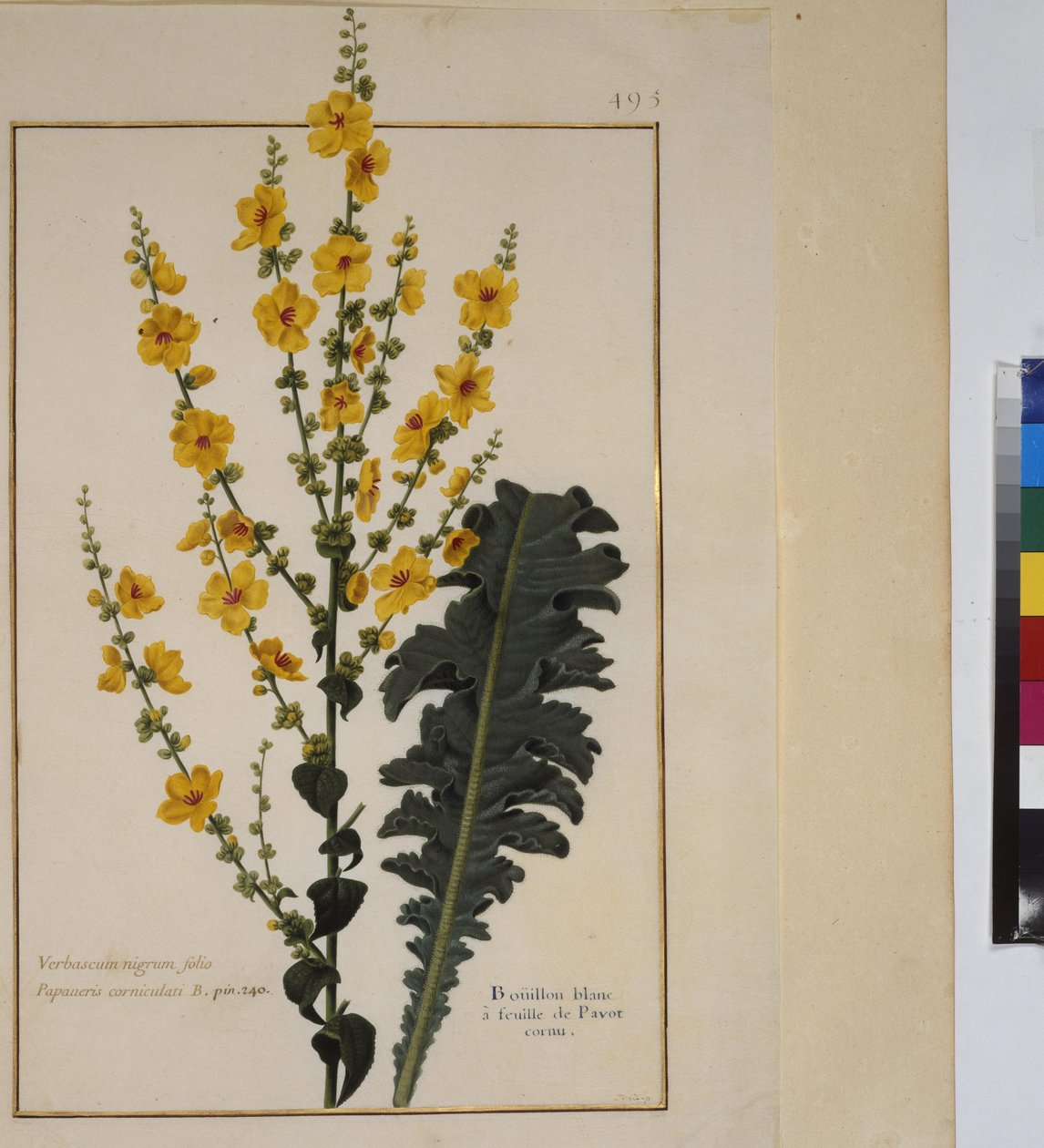 Ganzseitig: Pflanzenstudie, um 1650-75 von Erich Lessing