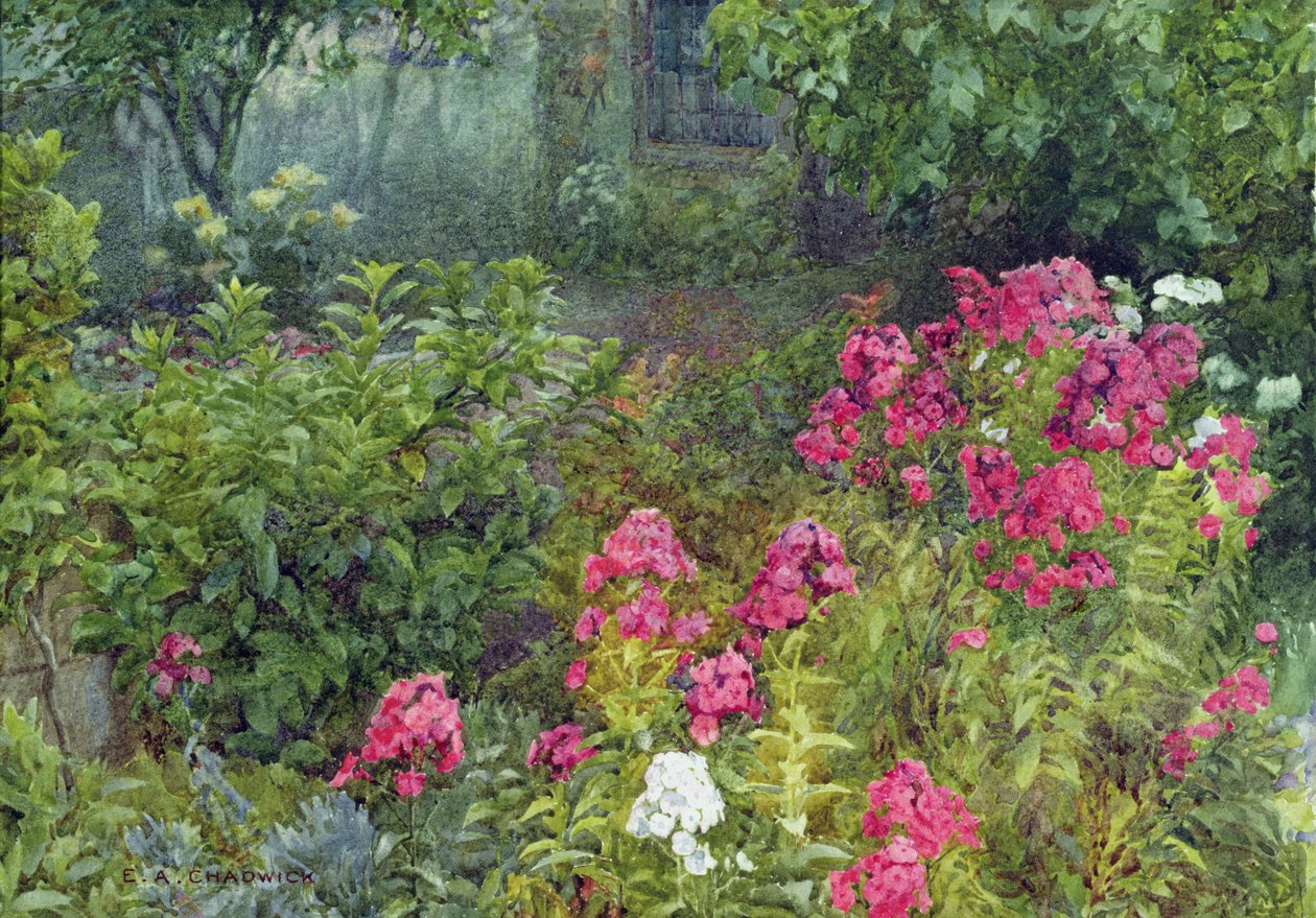 Phlox von Ernest Albert Chadwick
