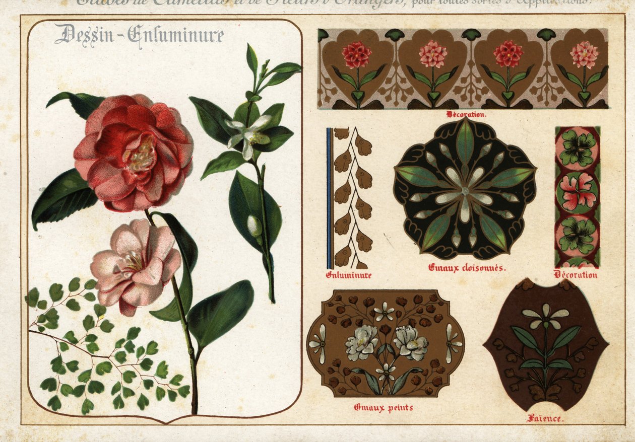 Bilder von Kamelien und Orangenblüten aus Manuskripten von Ernest Guillot