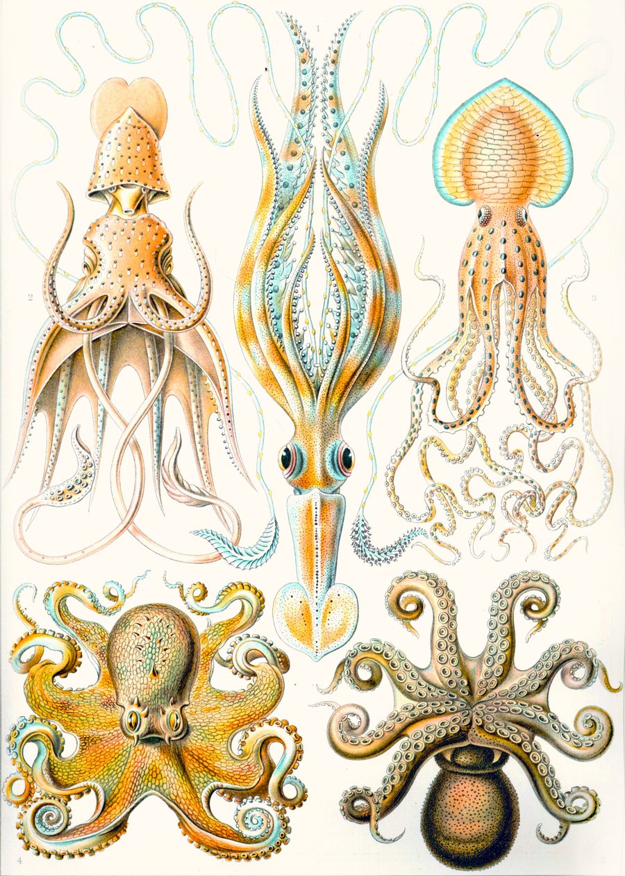 Beispiele verschiedener Cephalopoden aus 