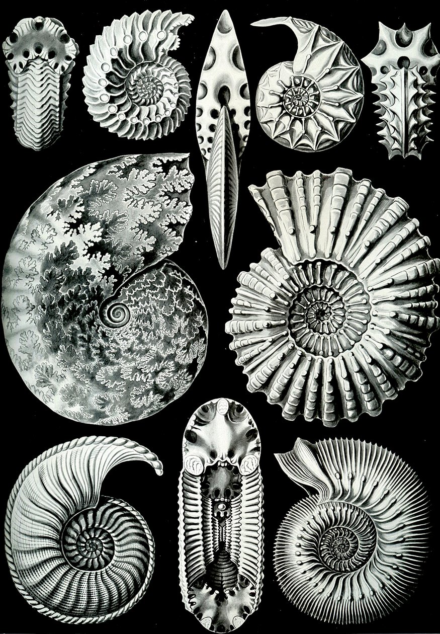 Illustration von Ammonitida aus "Kunstformen der Natur" 1904 von Ernst (after) Haeckel