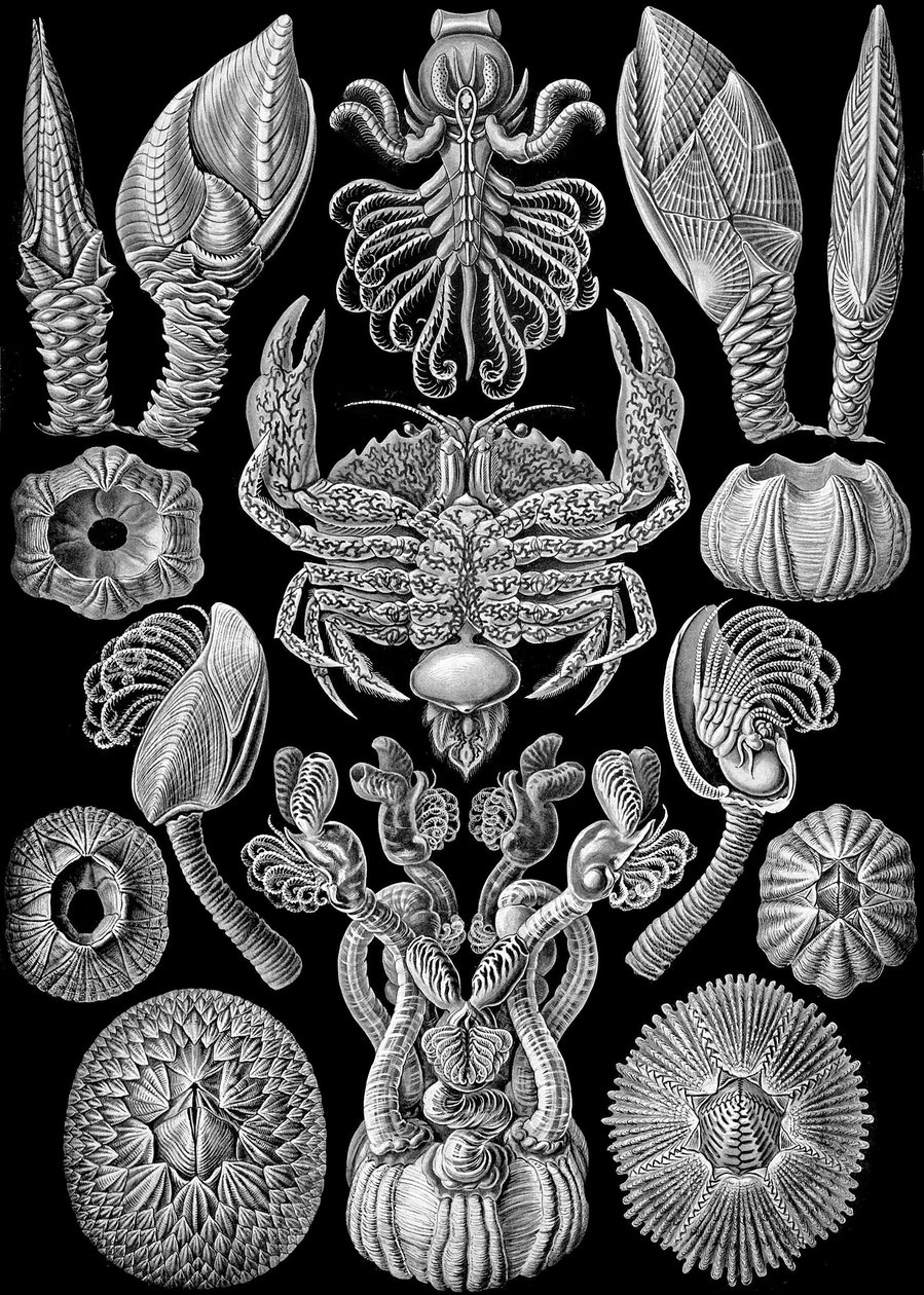 Illustration von Cirripedia aus "Kunstformen der Natur" 1904 von Ernst (after) Haeckel
