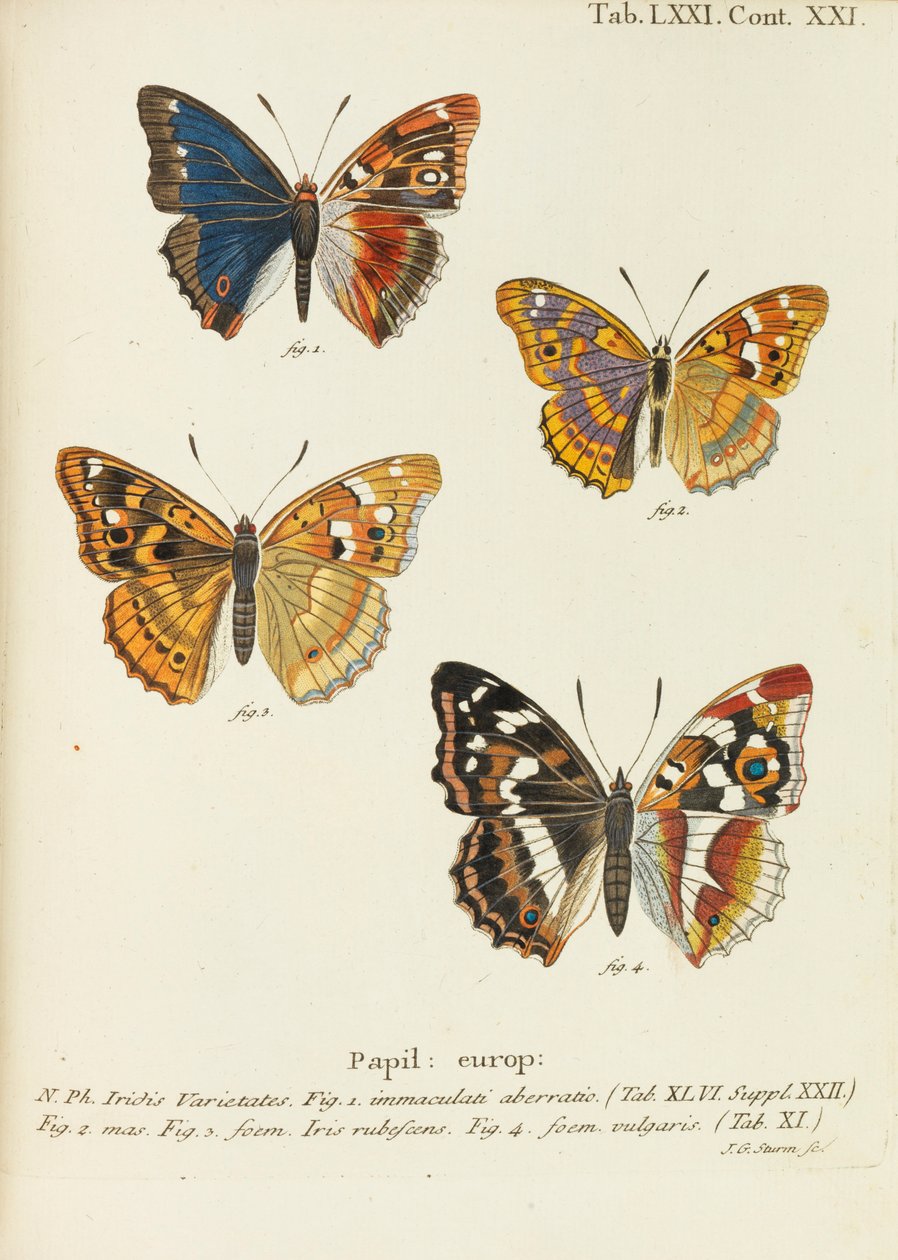Die Schmetterlinge, 1777-1794 von Eugen Johann Christoph Esper