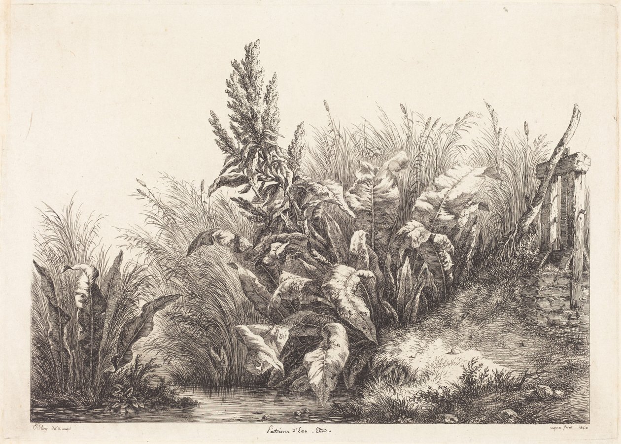 Geduld-Dock, Studie von Eugene Bléry
