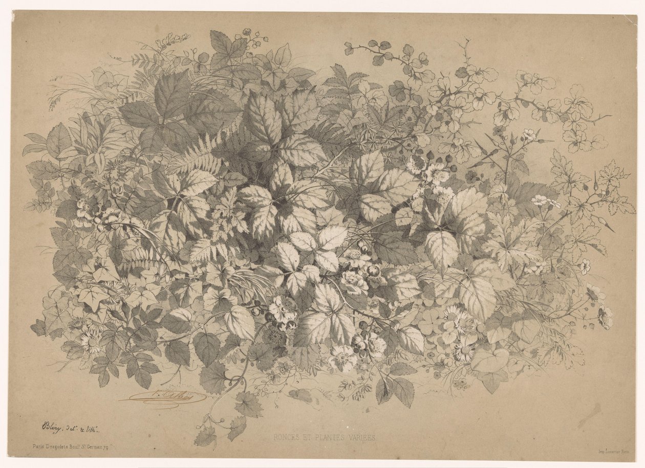 Brombeeren und andere Pflanzen von Eugene Bléry