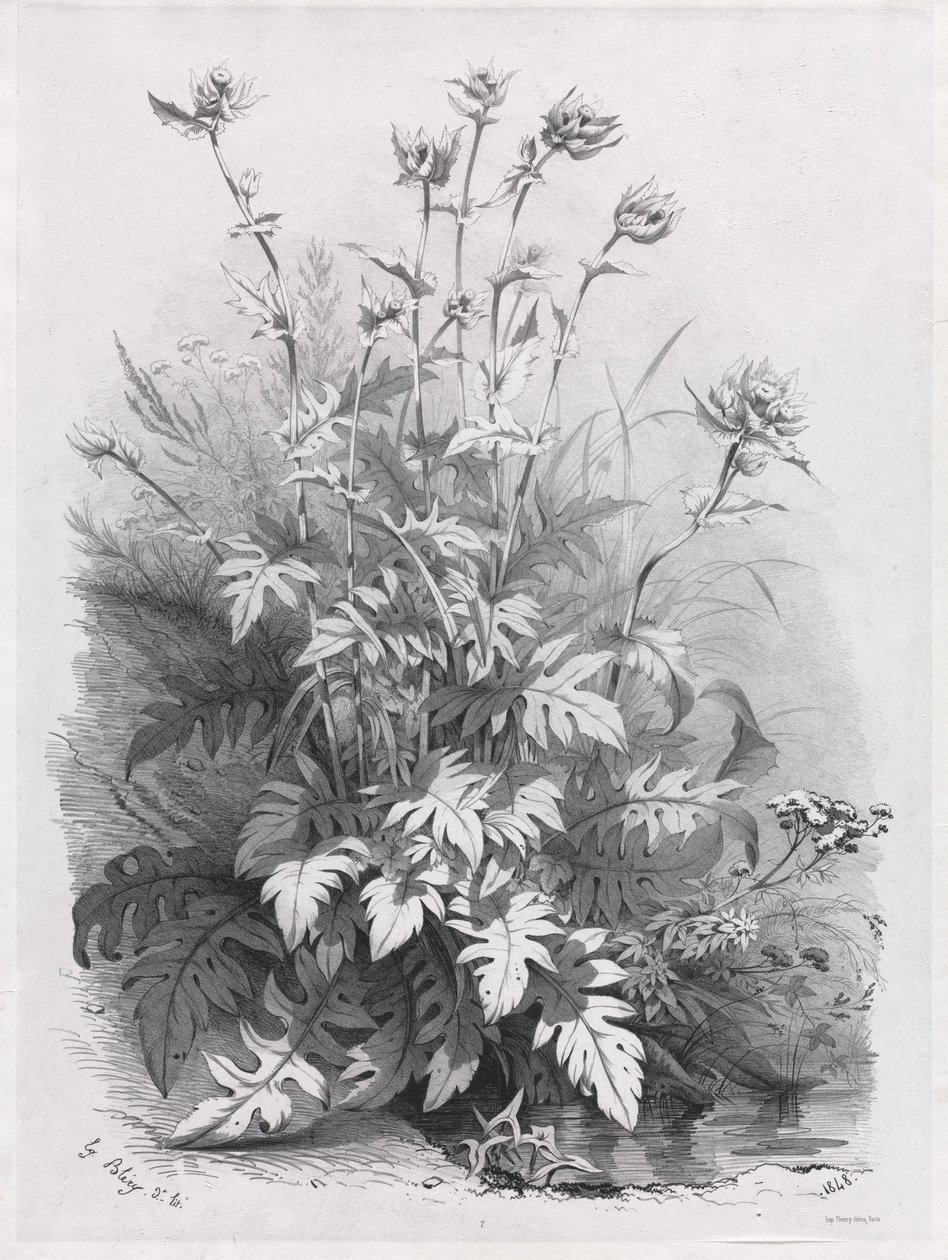 Gruppen verschiedener Pflanzen nach der Natur gezeichnet: Nr. 7, 1848 von Eugene Bléry