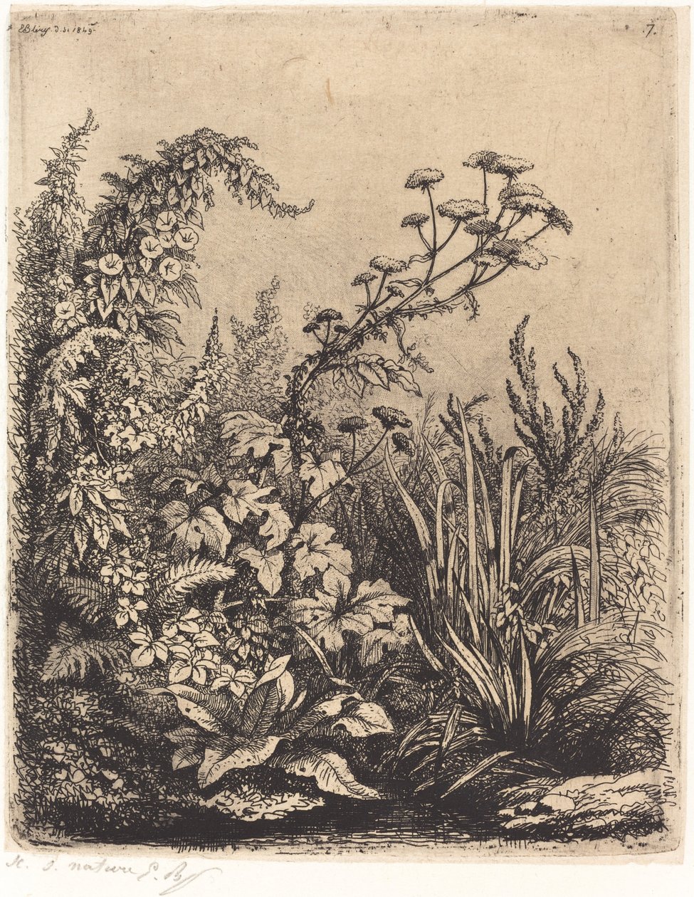 Kleine Wasserkresse mit Winde von Eugene Bléry