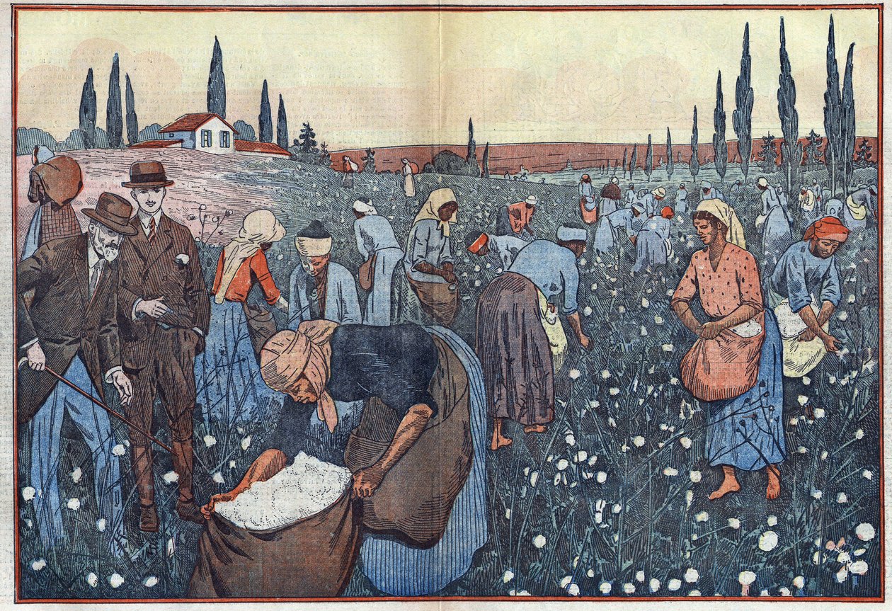 Die Baumwollernte in der Nähe von Orleanville im Chelif-Tal, Algerien. Illustration von Damblans. In „Le Pelerin“ vom 23. Februar von Eugene Damblans