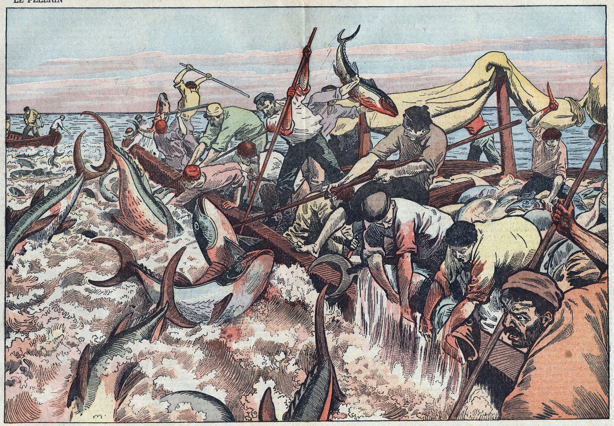 Thunfischfang in Tunesien - Thunfisch wird im letzten Netz, bekannt als „corpo“, gefangen, mit Zähnen gehakt und ins Fischerboot geschlagen. Illustration von Damblans. In „Le Pelerin“ vom 30. August von Eugene Damblans