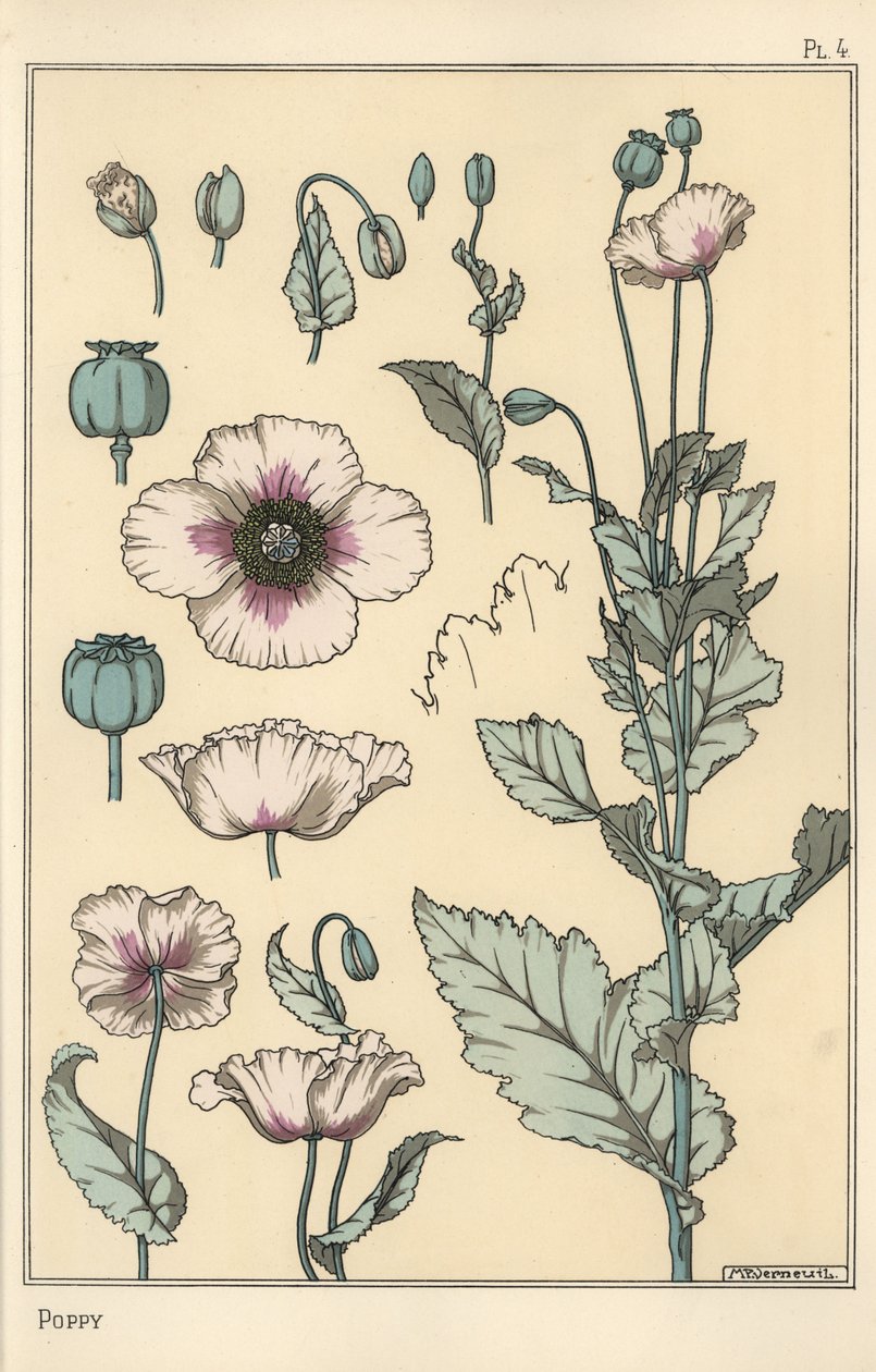 Botanische Illustration des Mohns, mit Blütenteilen, Opiumkapsel von Eugene Grasset