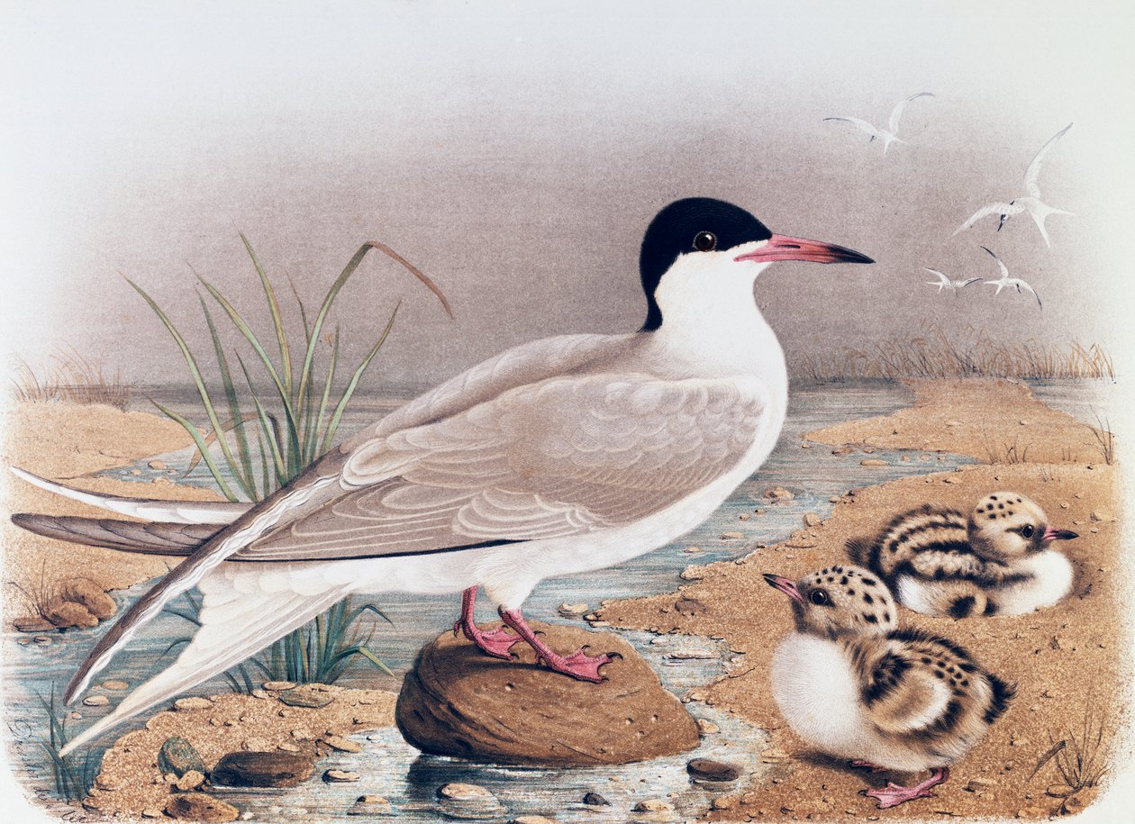 Flussseeschwalbe (Sterna hirundo), Gravur von Oscar Dressler, aus Naturgeschichte der Vögel, die in der Lombardei nisten, von Eugenio Bettoni (1845-1898), Italien von Eugenio Bettoni, Oscar Dressler