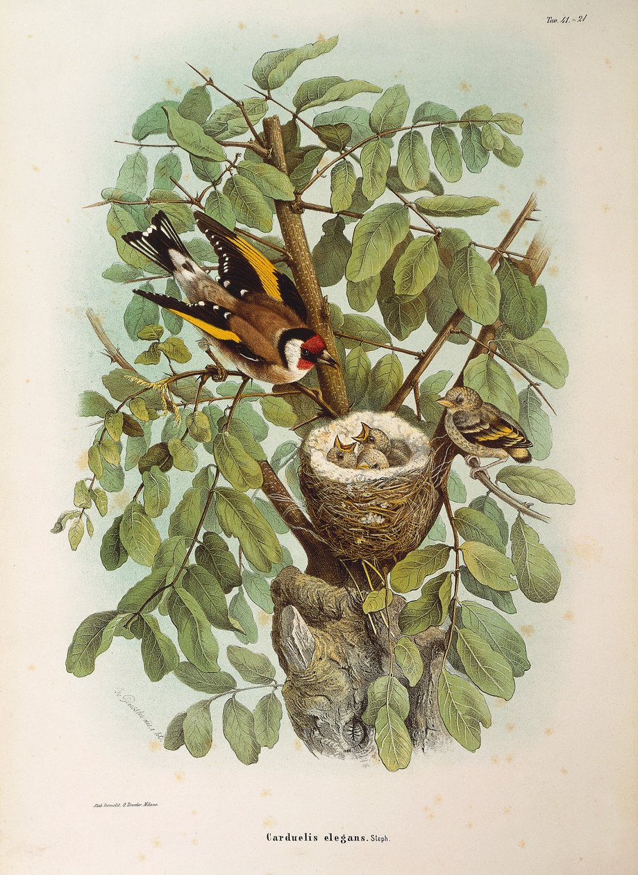 Illustration aus Eugenio Bettonis "Naturgeschichte der Vögel, die in der Lombardei nisten" mit Darstellung der Europäischen Stieglitzfamilie (Carduelis carduelis), von Oscar Dressler von Eugenio Bettoni, Oscar Dressler