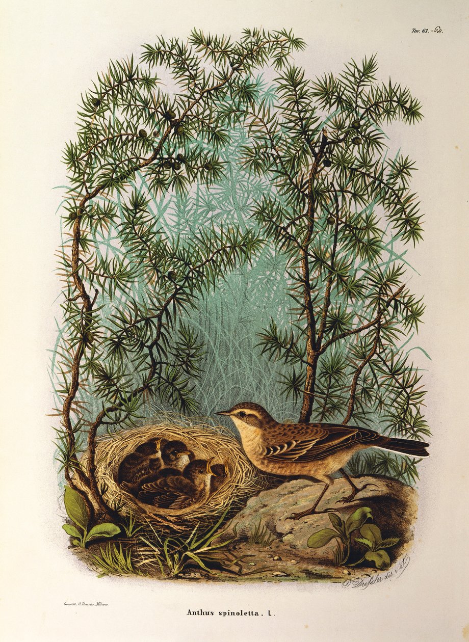 Illustration aus Eugenio Bettonis "Natural History of Birds that Nest in Lombardy" darstellend Wasserpieper Anthus spinoletta von Eugenio Bettoni, Oscar Dressler