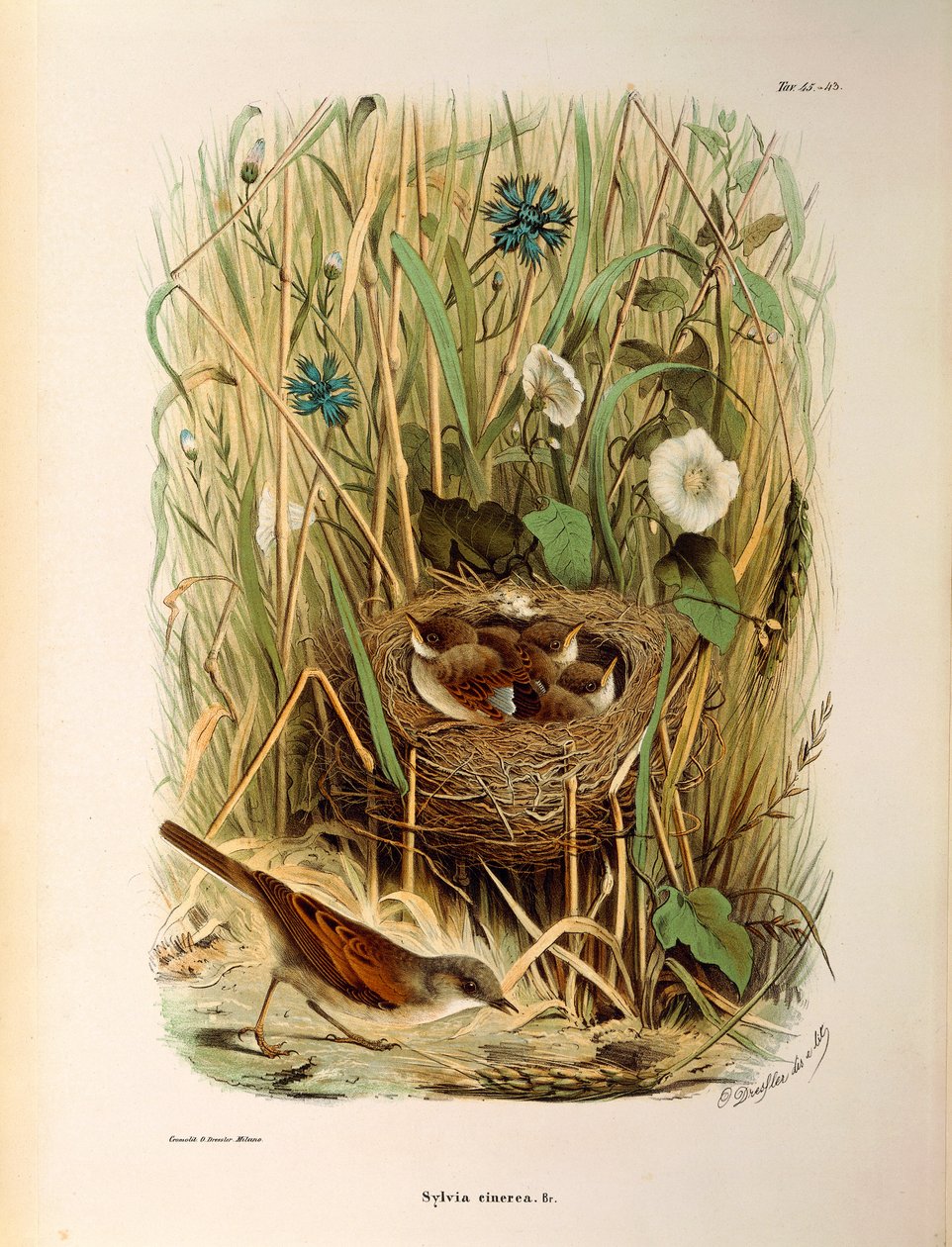 Illustration aus Eugenio Bettonis "Natural History of Birds that Nest in Lombardy" (Whitethroat) von Eugenio Bettoni, Oscar Dressler