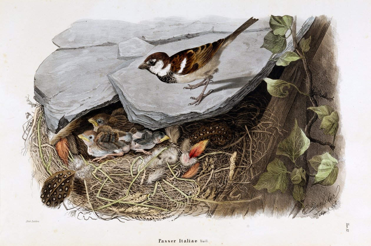 Darstellung des Cisalpinen Spatzes (Passer domesticus italiae oder Italienischer Spatz) von Eugenio and Dressler Oscar  Bettoni