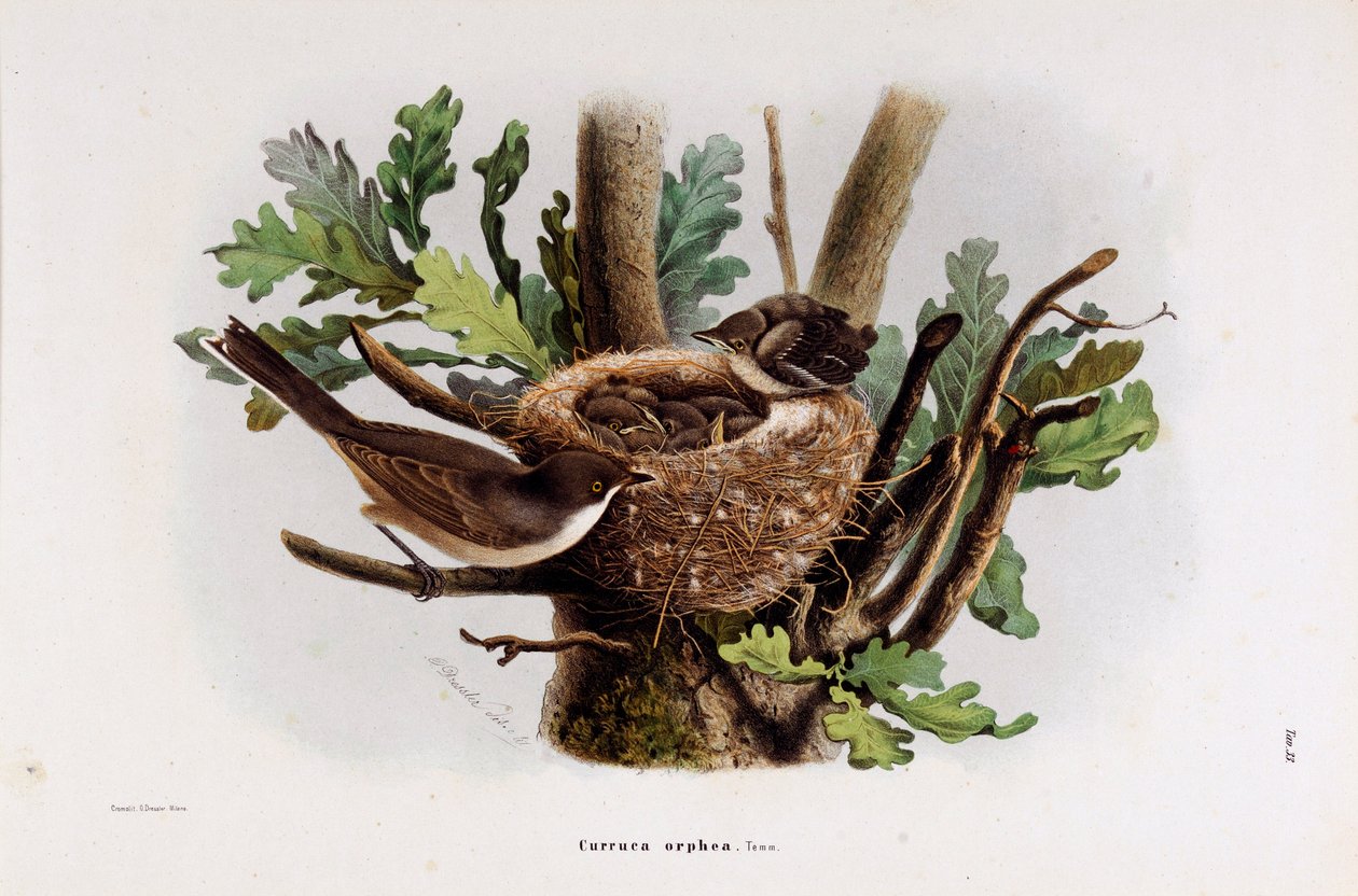 Darstellung der Dorngrasmücke (Curruca orphea) (Chromolithographie) von Eugenio and Dressler Oscar  Bettoni