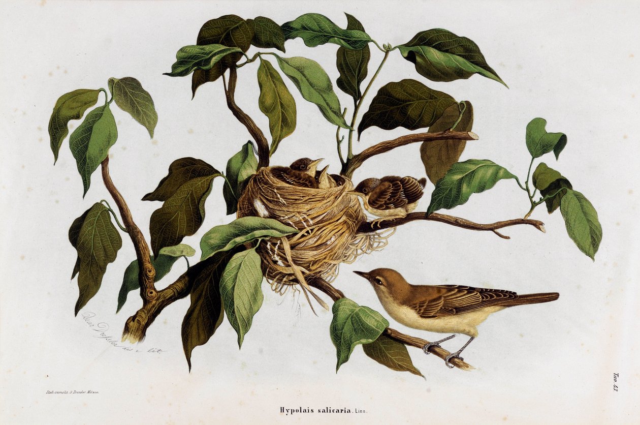 Darstellung des Teichrohrsängers (Acrocephalus scirpaceus) von Eugenio and Dressler Oscar  Bettoni