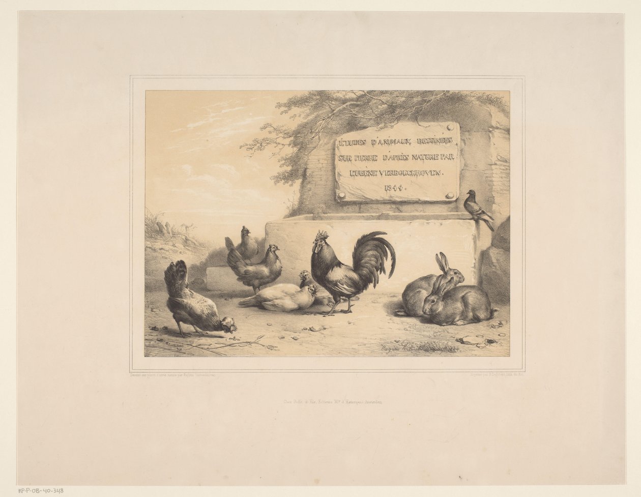 Titelbild mit Hühnern, Kaninchen und einer Taube Diverse Tiere Études d