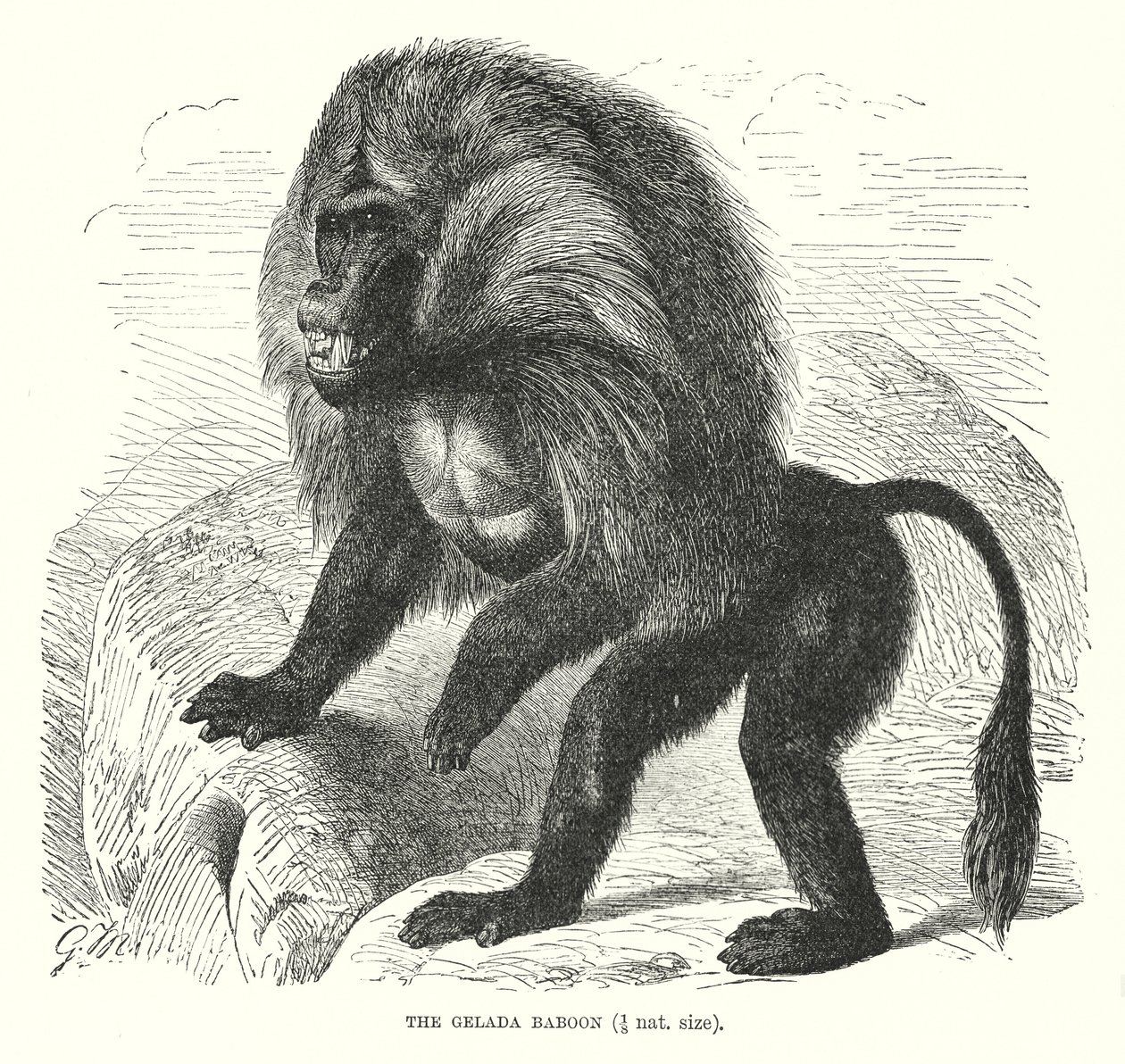 Gelada-Pavian (Gravur) von European School