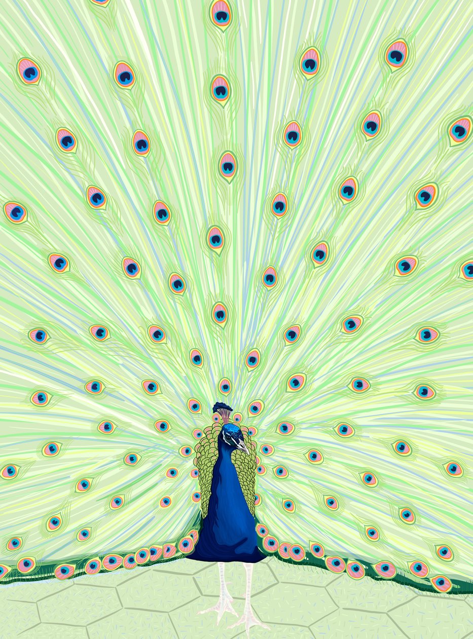 Pfau von Evan Sklar