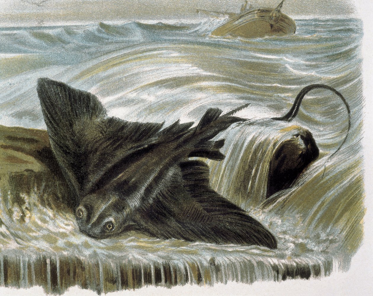 Adlerrochen (Myliobatis aguila) Stich nach einer Zeichnung von F. Padro