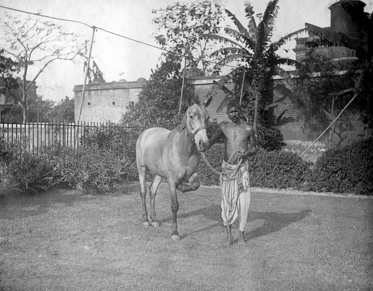 Mann mit einem Pferd, Alipore, Indien, 1905-1906 von F. L. Peters