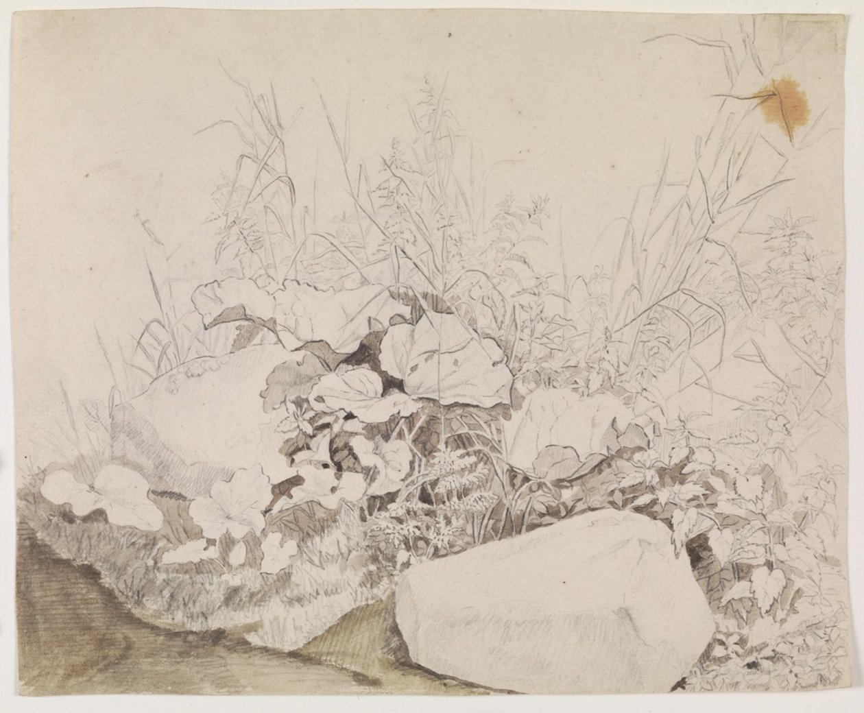 Pflanzen und Felsen (Detailstudie) von F. Sødring