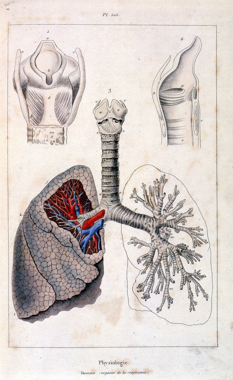 Anatomische Illustration von F. E. Guerin. Aus Dictionnaire pittoresque d