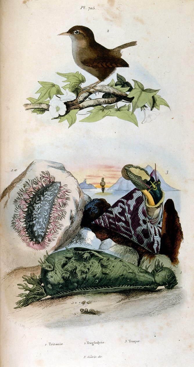 Botanische und zoologische Illustration von F. E. Guerin. Aus Dictionnaire pittoresque d