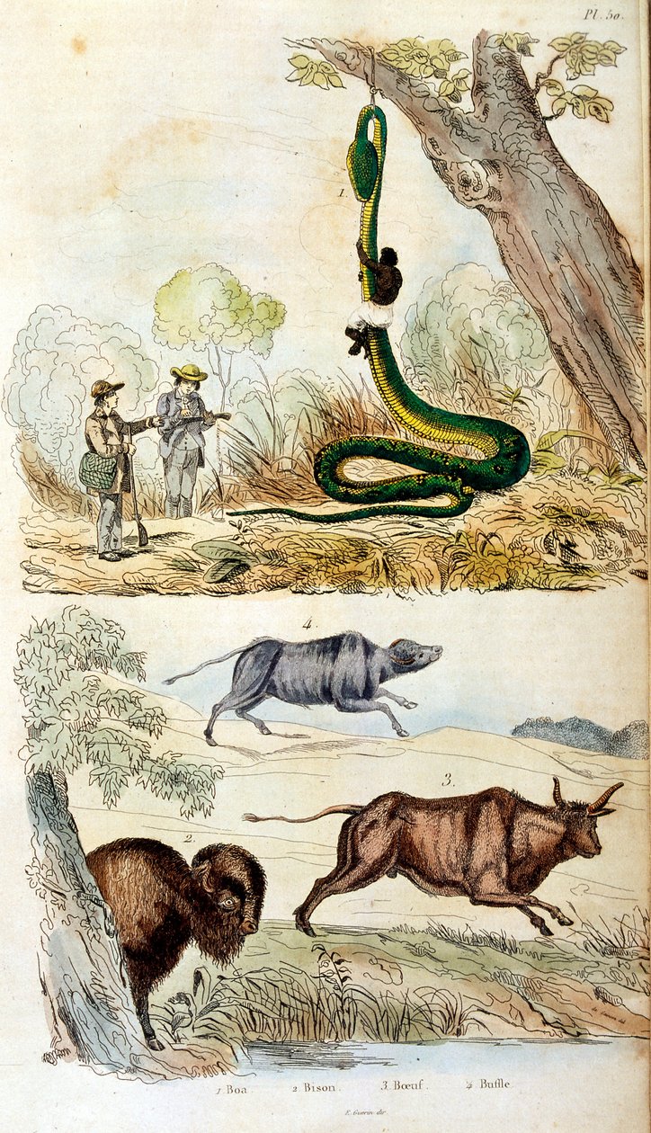 Botanische und zoologische Illustration von F. E. Guerin. Aus Dictionnaire pittoresque d