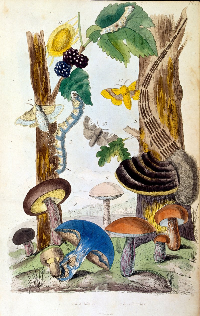 Botanische und zoologische Illustration von F. E. Guerin. Aus Dictionnaire pittoresque d