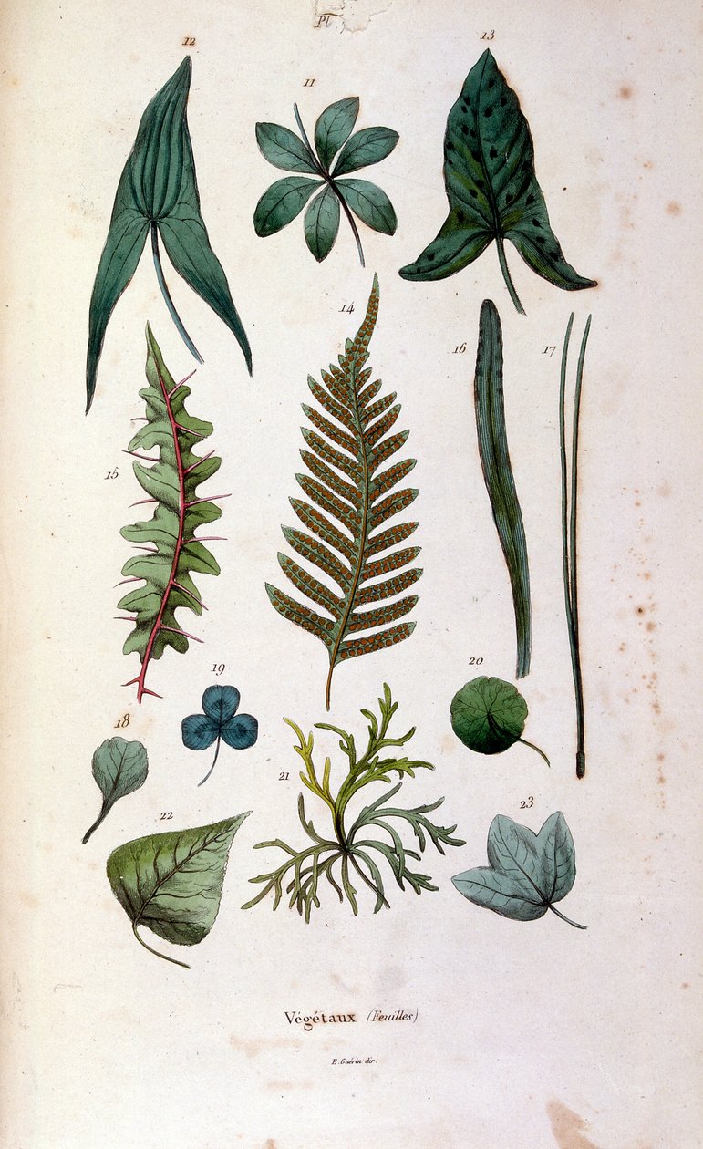 Botanische und zoologische Illustration von F. E. Guerin. Aus Dictionnaire pittoresque d