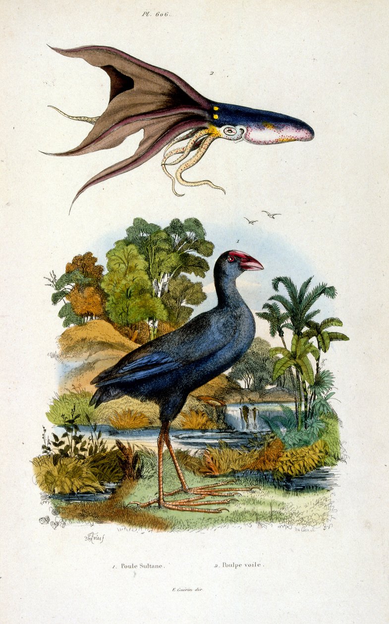 Botanische und zoologische Illustration von F. E. Guerin. Aus Dictionnaire pittoresque d