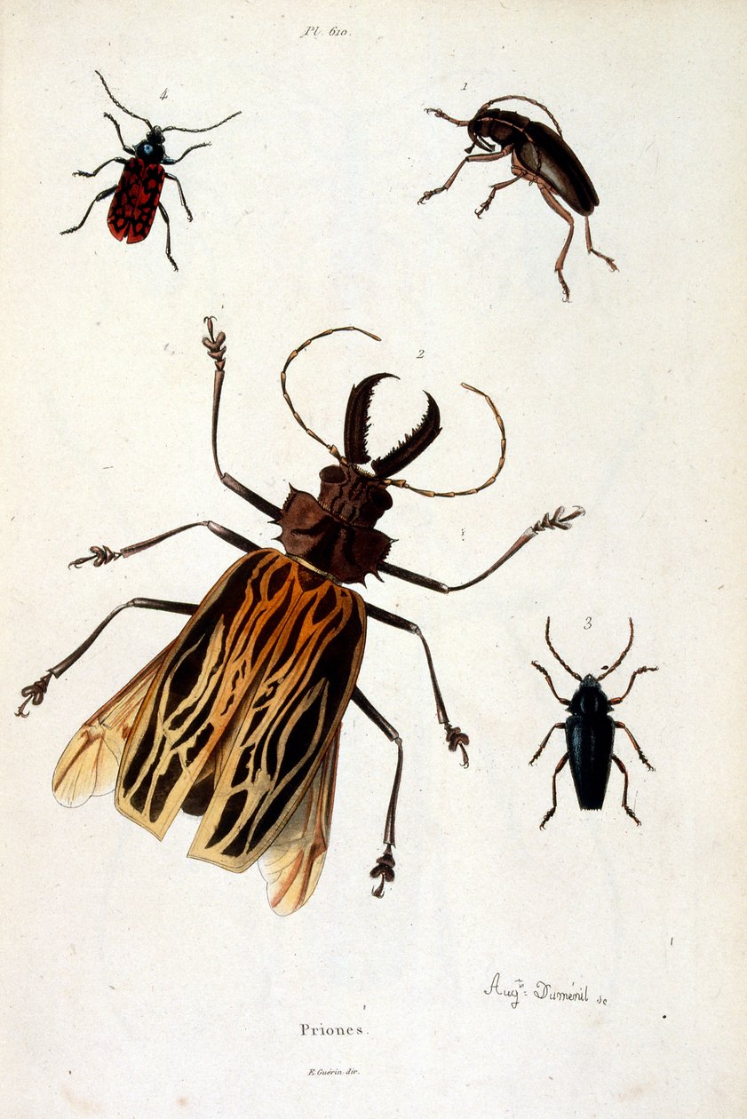 Botanische und zoologische Illustration von F. E. Guerin. Aus Dictionnaire pittoresque d
