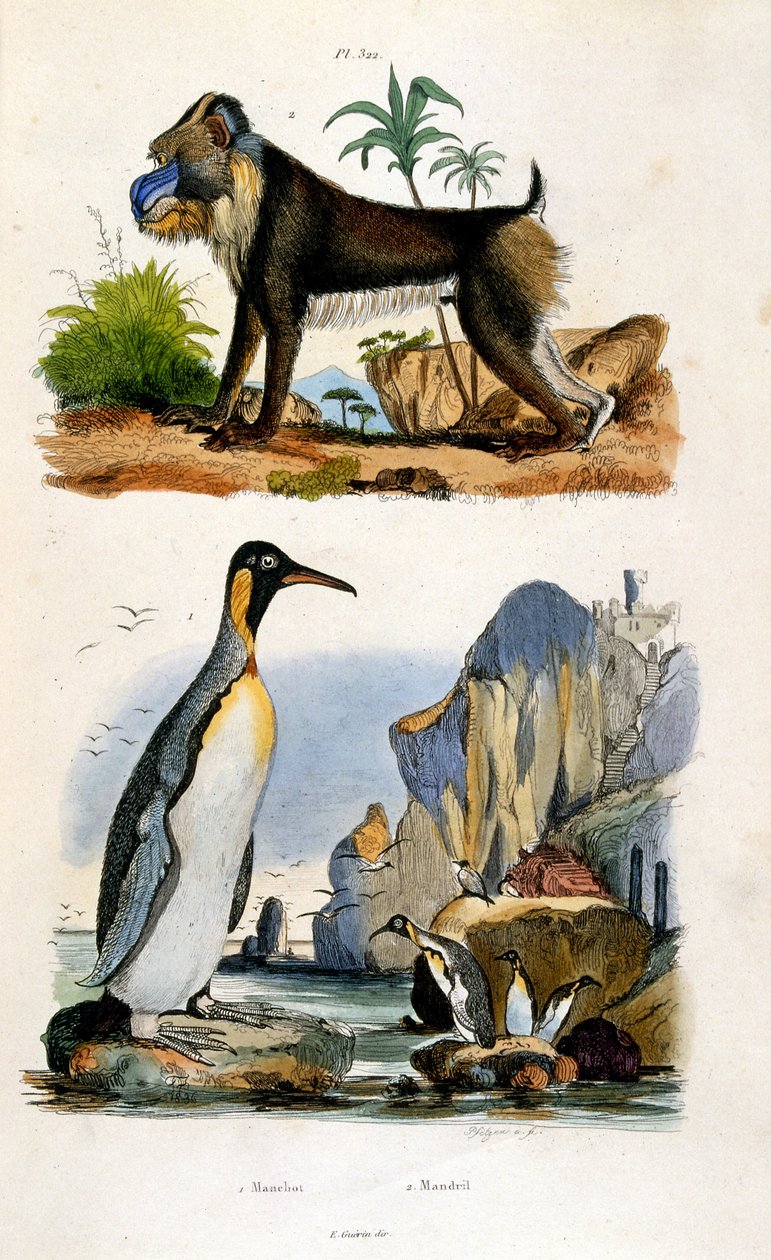 Botanische und zoologische Illustration von F. E. Guerin. Aus Dictionnaire pittoresque d