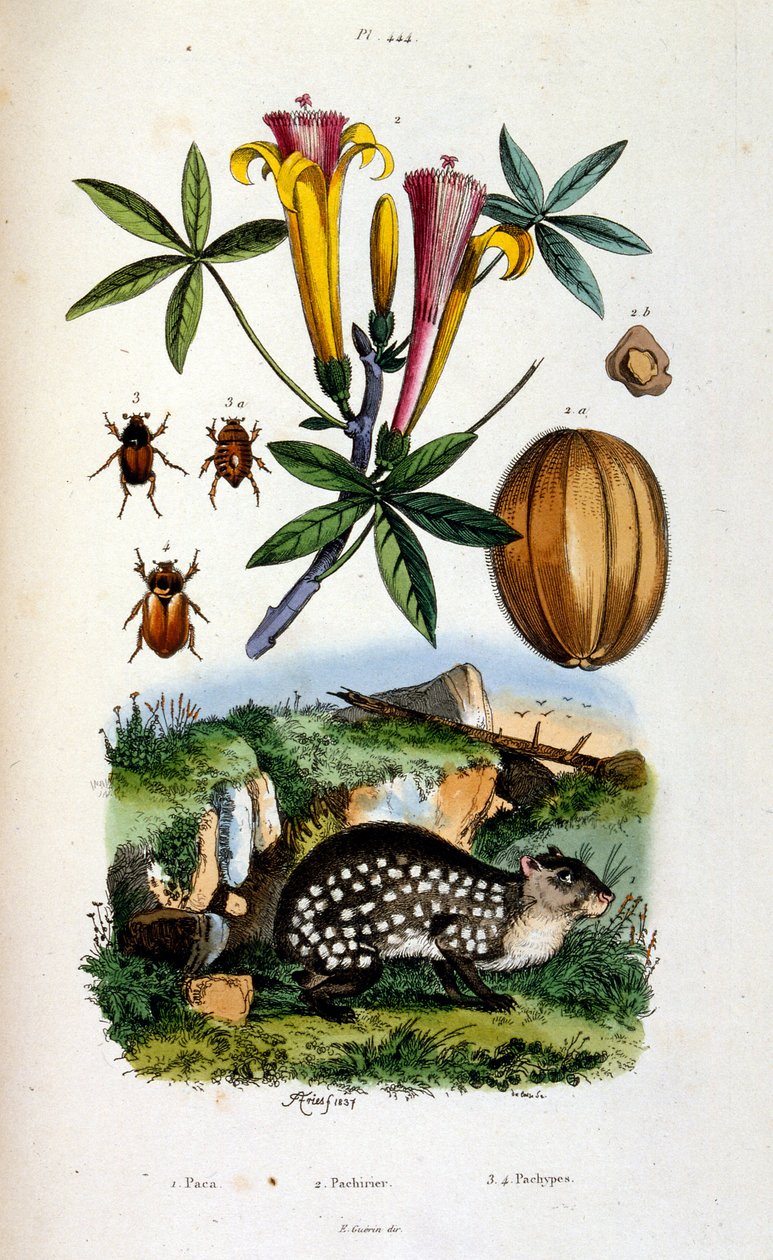 Botanische und zoologische Illustration von F. E. Guerin. Aus Dictionnaire pittoresque d