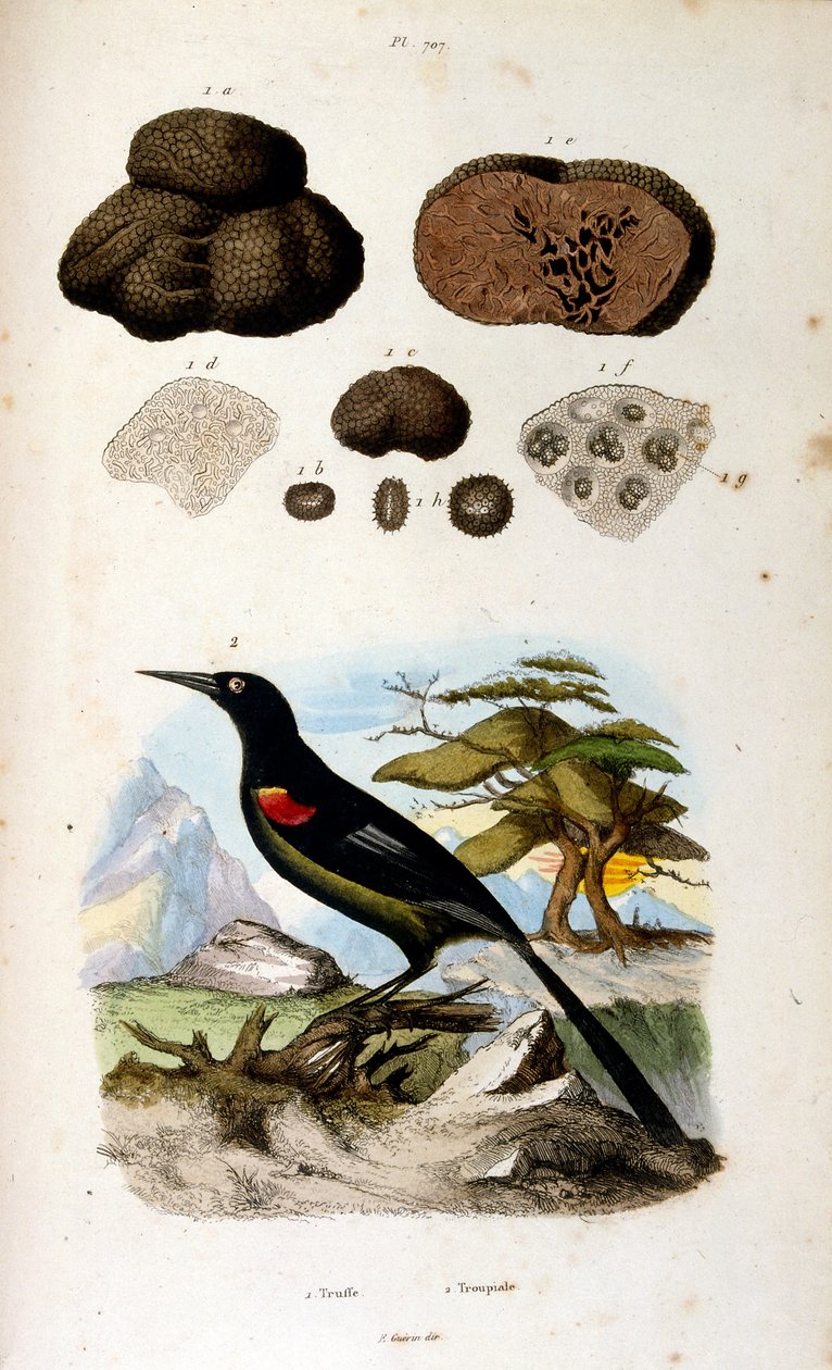 Botanische und zoologische Illustration von F. E. Guerin. Aus Dictionnaire pittoresque d