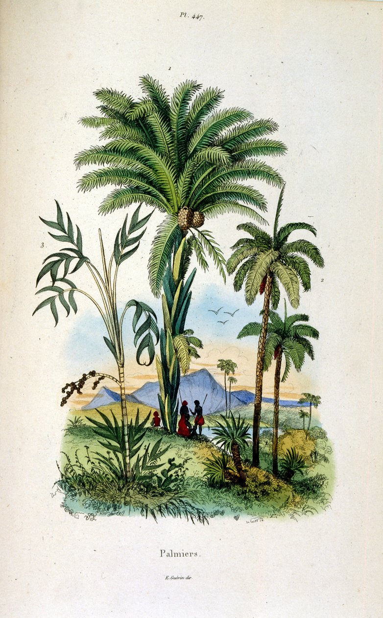 Botanische und zoologische Illustration von F. E. Guerin. Aus Dictionnaire pittoresque d