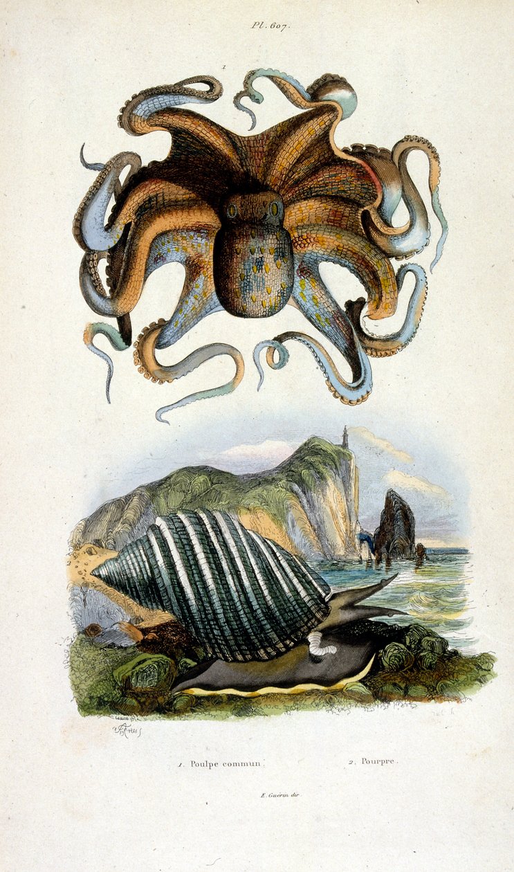 Botanische und zoologische Illustration von F. E. Guerin. Aus Dictionnaire pittoresque d