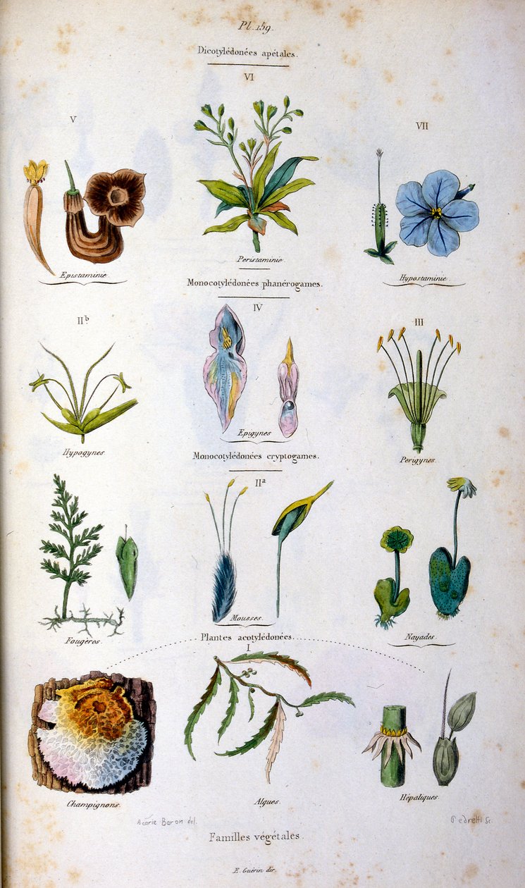 Botanische und zoologische Illustration von F. E. Guerin. Aus Dictionnaire pittoresque d