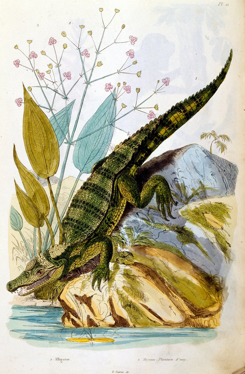 Botanische und zoologische Illustration von F. E. Guerin. Aus Dictionnaire pittoresque d