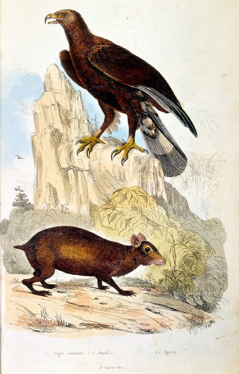 Botanische und zoologische Illustration von F. E. Guerin. Aus Dictionnaire pittoresque d