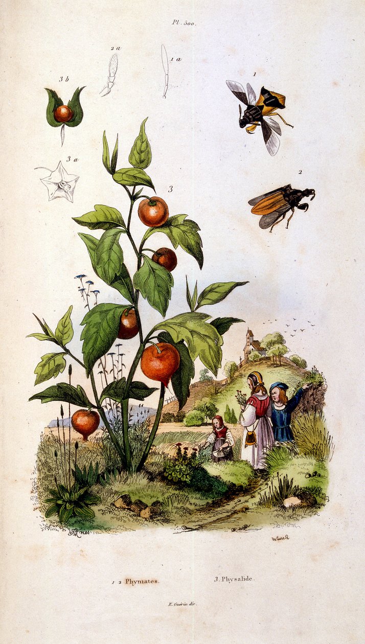 Botanische und zoologische Illustration von F. E. Guerin. Aus Dictionnaire pittoresque d