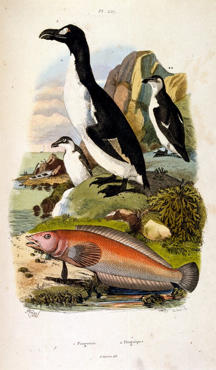 Botanische und zoologische Illustration von F. E. Guerin. Aus Dictionnaire pittoresque d