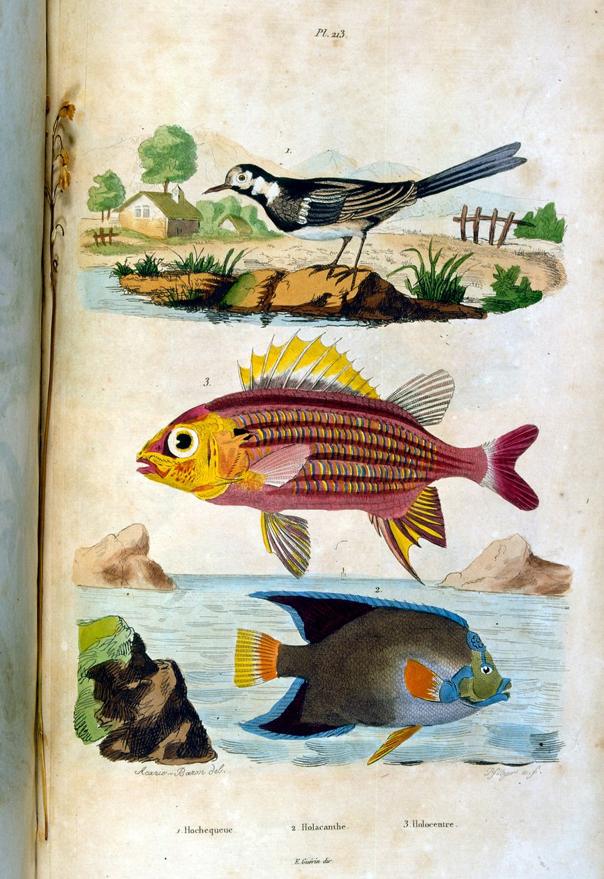 Botanische und zoologische Illustration von F. E. Guerin. Aus Dictionnaire pittoresque d